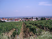 Galeriebild